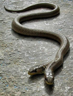 two_headed_snake_by_slug45.jpg
